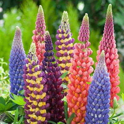 Lupinus polyphyllus mix Csillagfürt fajták