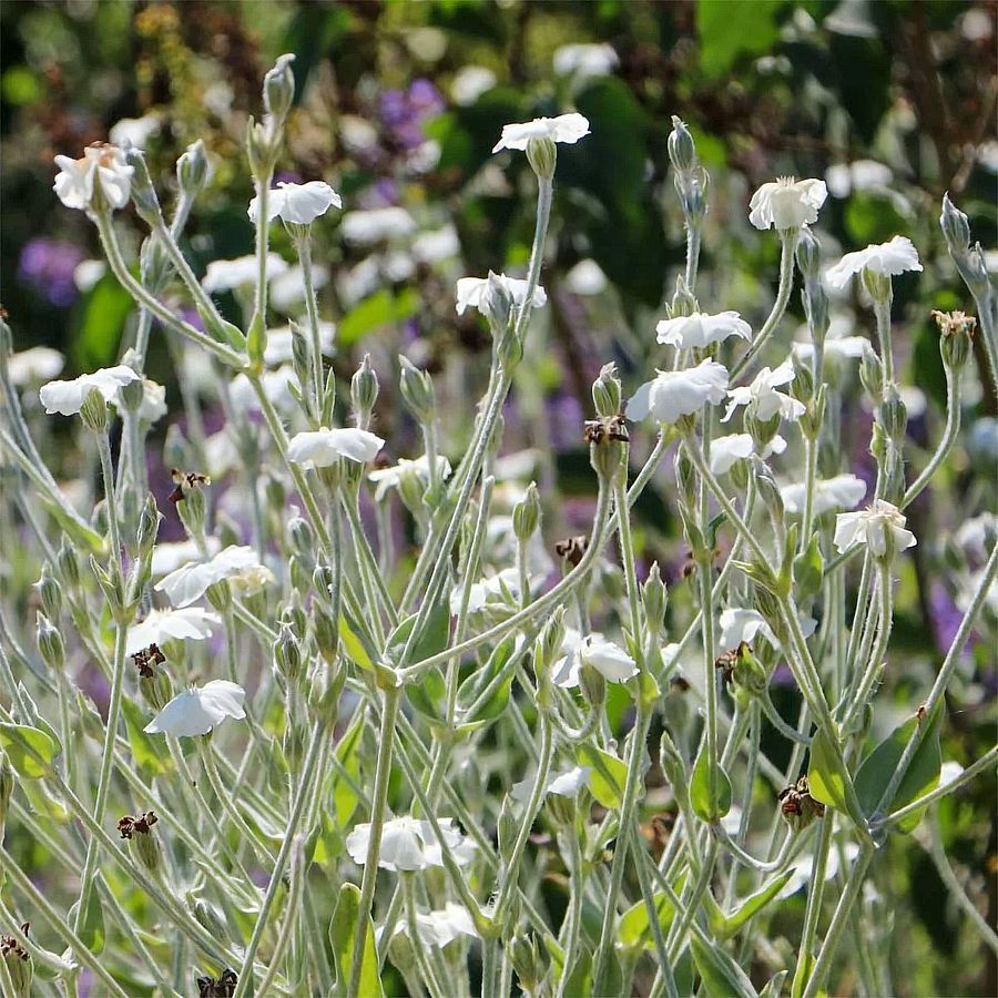 Bársonyos kakukkszegfű Lychnis coronaria 'Alba'