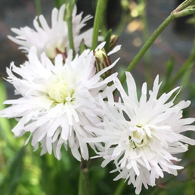 Lychnis flos-cuculi 'Petite Henri' Réti kakukkszegfű