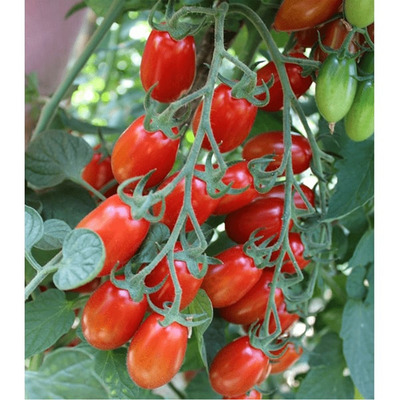 Solanum lycopersicum 'Datelino' Paradicsom 'Datelino' - Oltott
