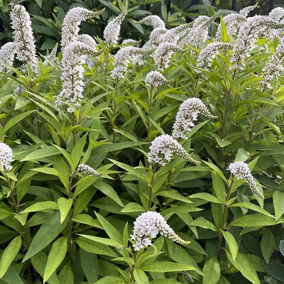 Lysimachia clethroides Lizinka