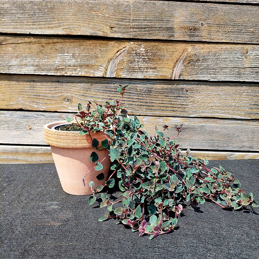 Lizinka Lysimachia congestiflora 'Persian Chocolate'