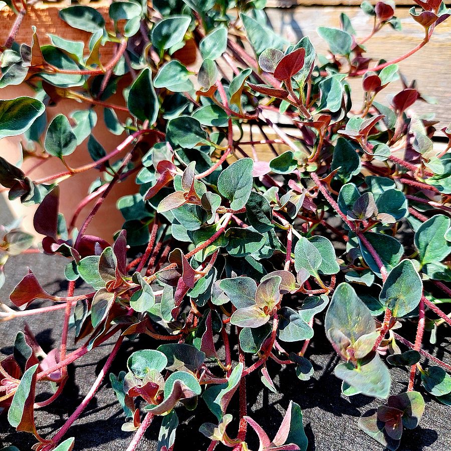 Lizinka Lysimachia congestiflora 'Persian Chocolate'