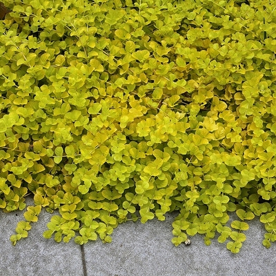 Lysimachia nummularia Pénzlevelű lizinka