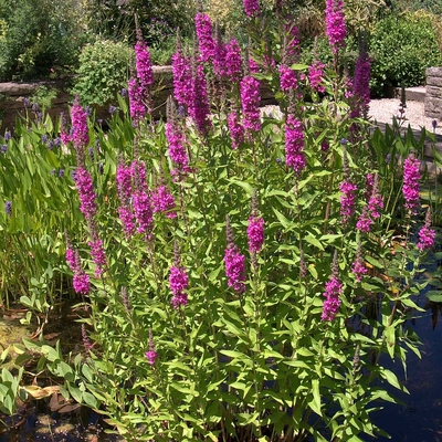 Lythrum salicaria 'Flothrum Robin' Réti füzény