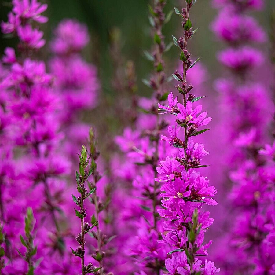 Lythrum virgatum 'Dropmore Purple' Vesszős füzény