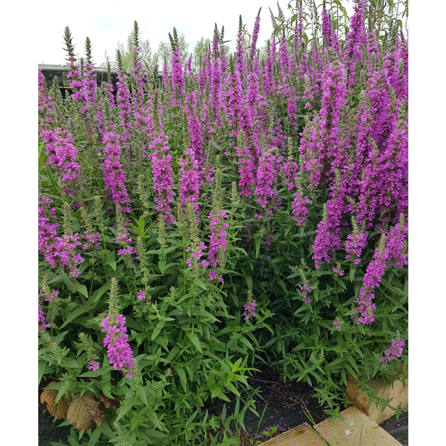 Vesszős füzény Lythrum virgatum 'Dropmore Purple'