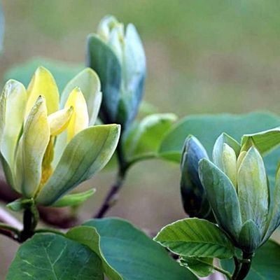 Magnolia acuminata 'Blue Opal' Liliomfa