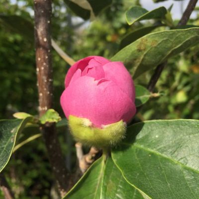 Liliomfa Magnolia 'Cleopatra'