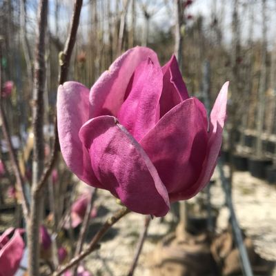 Magnolia 'Cleopatra' Liliomfa