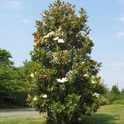 Magnolia grandiflora 'Francois Treyve' Örökzöld liliomfa