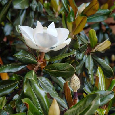 Magnolia grandiflora 'Little Gem' Örökzöld liliomfa