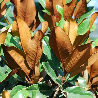 Örökzöld liliomfa Magnolia grandiflora 'Gallisoniensis'