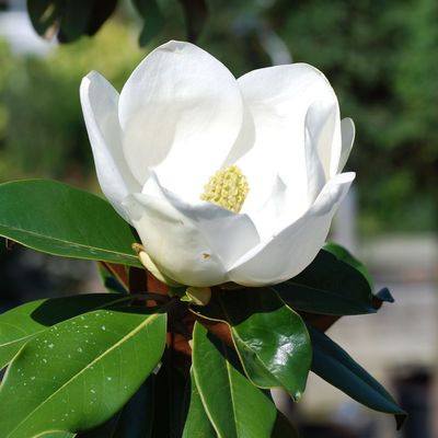 Örökzöld liliomfa Magnolia grandiflora 'Gallisoniensis'