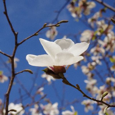 Magnolia kobus Japán liliomfa-mésztűrő