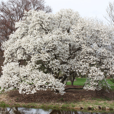 Japán liliomfa-mésztűrő Magnolia kobus