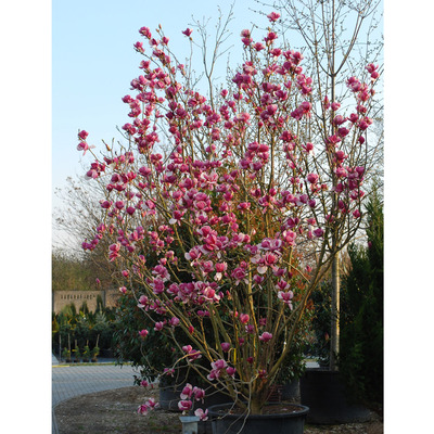Magnolia 'Lennei' Liliomfa