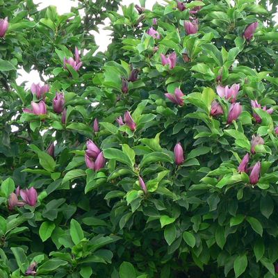 Liliomfa Magnolia liliflora 'Nigra'