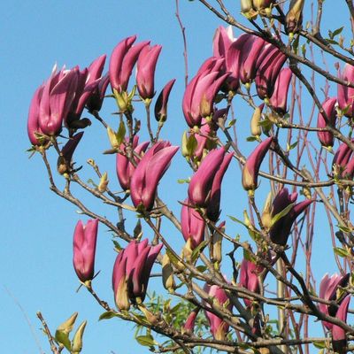 Liliomfa Magnolia liliflora 'Nigra'