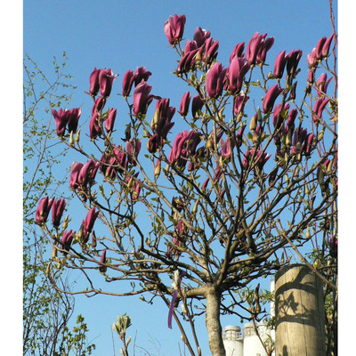 Magnolia liliflora 'Nigra' Liliomfa