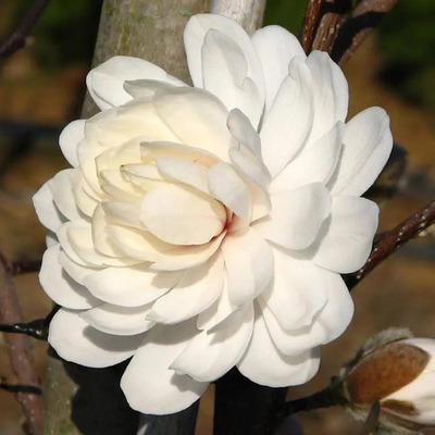 Liliomfa Magnolia loebneri 'Wildcat'