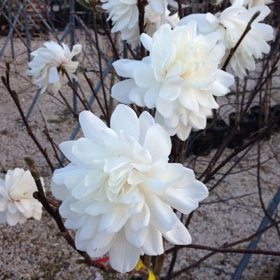 Liliomfa Magnolia loebneri 'Wildcat'