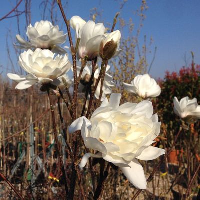 Magnolia loebneri 'Wildcat' Liliomfa