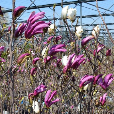 Magnolia mix Liliomfa