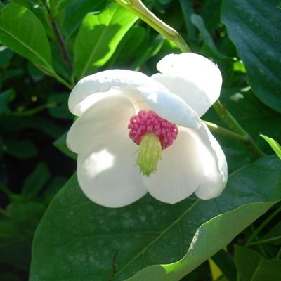Magnolia sieboldii Liliomfa