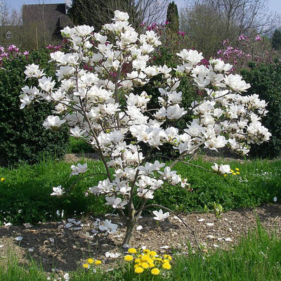 Magnolia soulangeana 'Alba Superba' Liliomfa