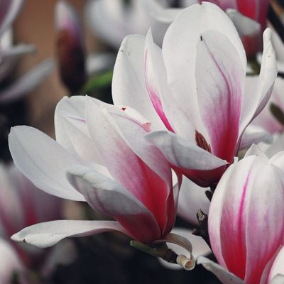 Magnolia soulangeana 'Alexandrina' Liliomfa