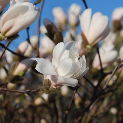 Liliomfa Magnolia stellata