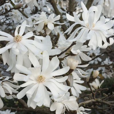 Magnolia stellata 'Royal Star' Liliomfa