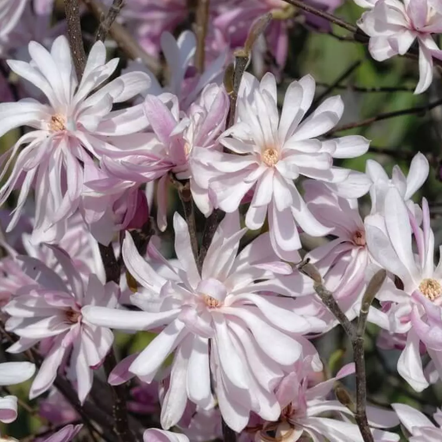 Magnolia stellata 'Waterlily' Liliomfa