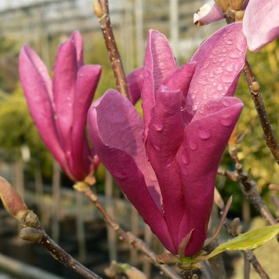 Magnolia 'Susan' Liliomfa