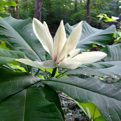 Magnolia tripetala Liliomfa