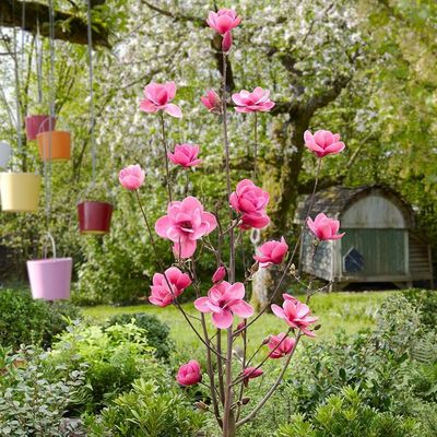 Magnolia 'Watermelon' Liliomfa