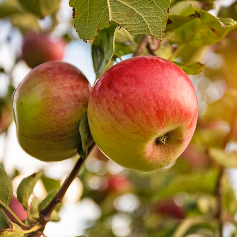 Malus domestica 'Kecskem&eacute;ti vajalma' Alma Kecskem&eacute;ti vajalma