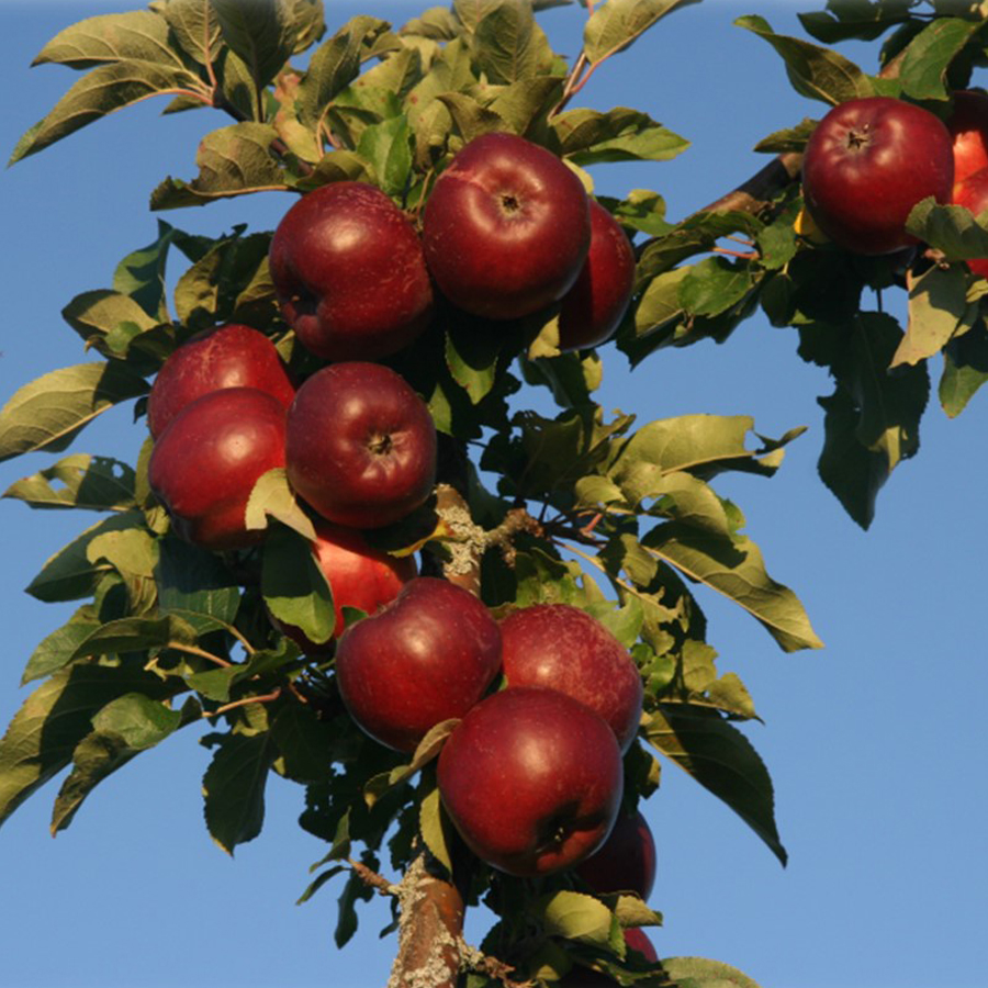 V&ouml;r&ouml;sbelű alma Sonja Malus domestica 'Sonja'