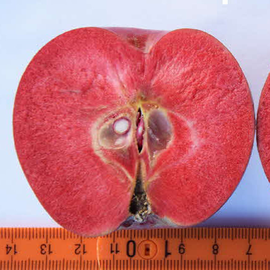 V&ouml;r&ouml;sbelű alma Sonja Malus domestica 'Sonja'