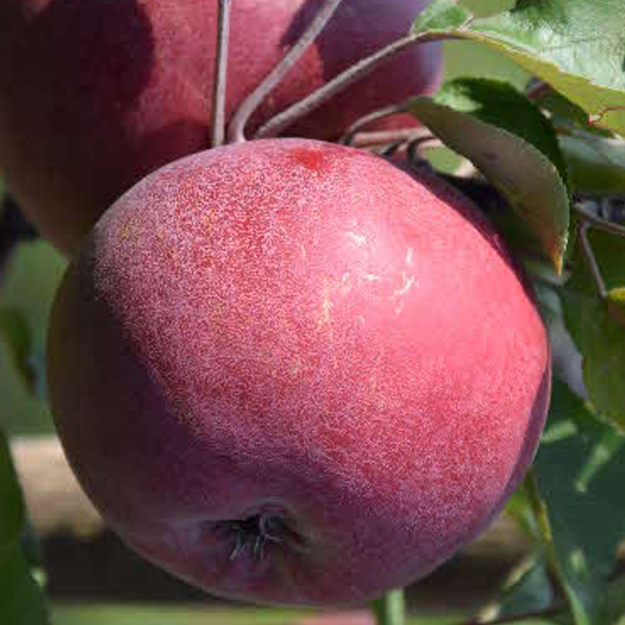 Malus domestica 'Sonja' V&ouml;r&ouml;sbelű alma Sonja
