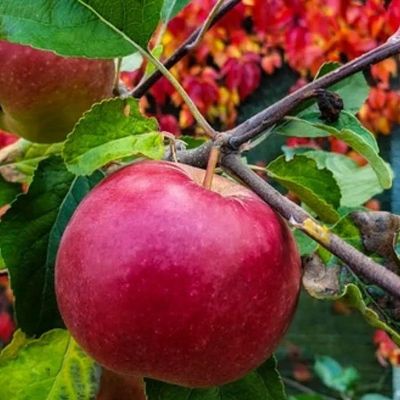 Malus domestica 'Ballerina Polka' Alma Ballerina Polka