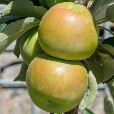 Malus domestica 'Ballerina Waltz' Alma Ballerina Waltz