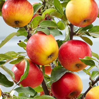 Malus domestica 'Elstar' Alma Elstar