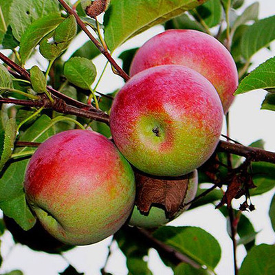 Malus domestica 'Éva' Alma Éva