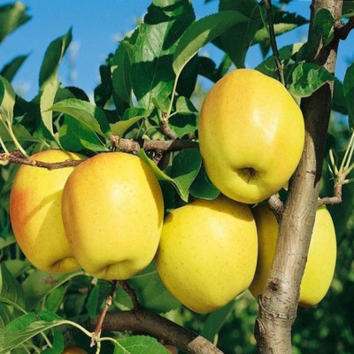 Malus domestica 'Golden Reinders' Alma Golden Reinders