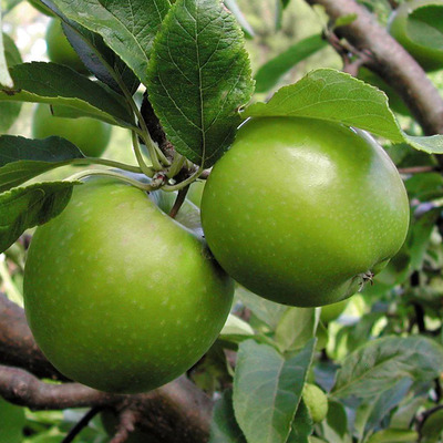 Malus domestica 'Granny Smith' Alma Granny Smith