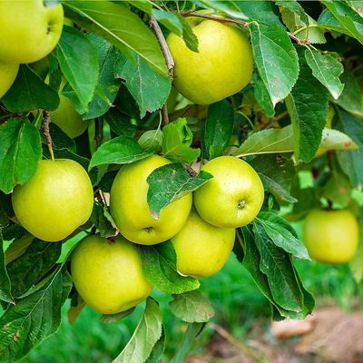 Malus domestica 'Mutsu' Alma Mutsu