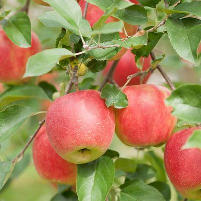 Malus domestica 'Pidi Merlin' Alma Pidi Merlin