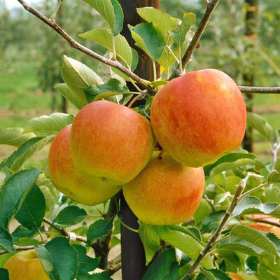 Malus domestica 'Pomforyou' Alma Pomforyou